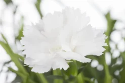 Dianthus caryophyllus (Tuinanjer)