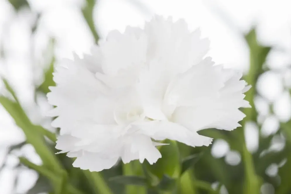 Dianthus caryophyllus (Tuinanjer)