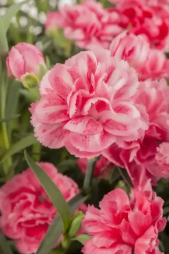 Dianthus caryophyllus (Tuinanjer)