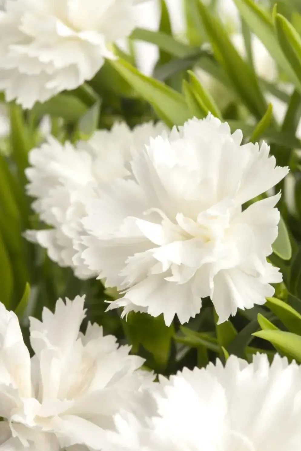 Dianthus caryophyllus (Tuinanjer)