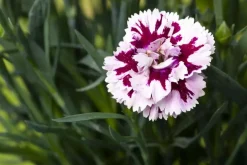 Dianthus caryophyllus (Tuinanjer)