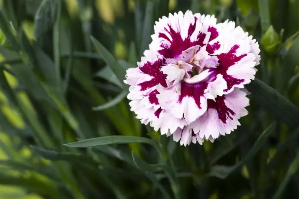 Dianthus caryophyllus (Tuinanjer)