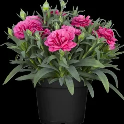 Dianthus caryophyllus (Tuinanjer)