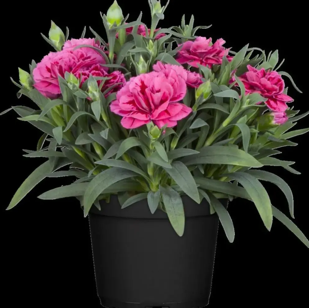 Dianthus caryophyllus (Tuinanjer)