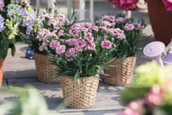 Dianthus caryophyllus (Tuinanjer)