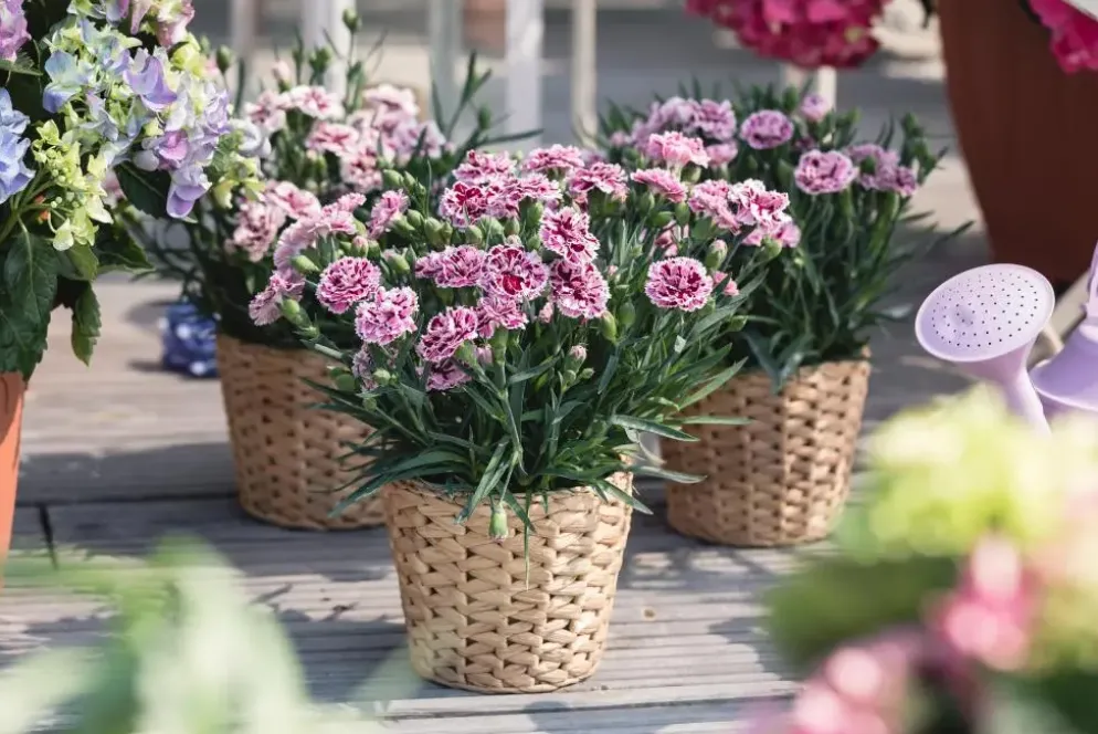 Dianthus caryophyllus (Tuinanjer)