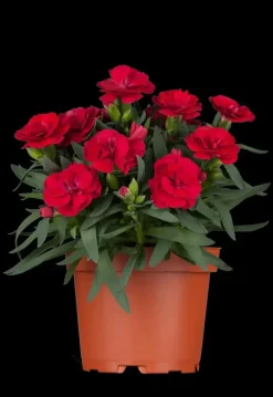 Dianthus caryophyllus (Tuinanjer)