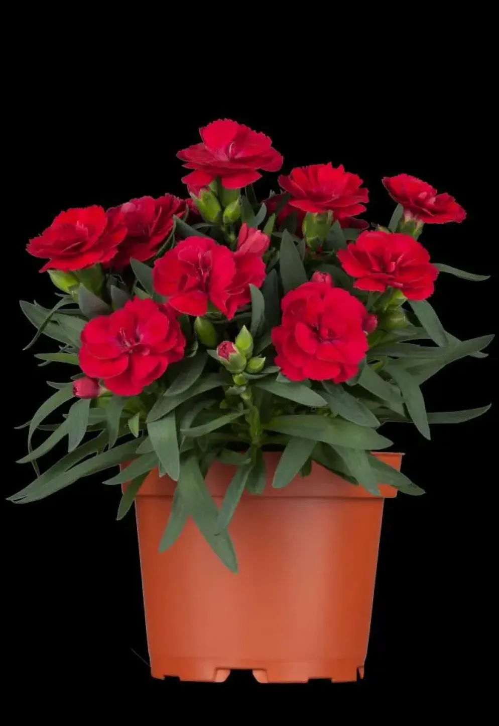 Dianthus caryophyllus (Tuinanjer)