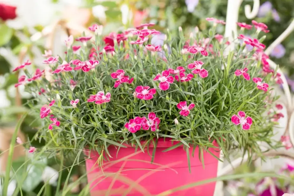 Dianthus caryophyllus (Tuinanjer)