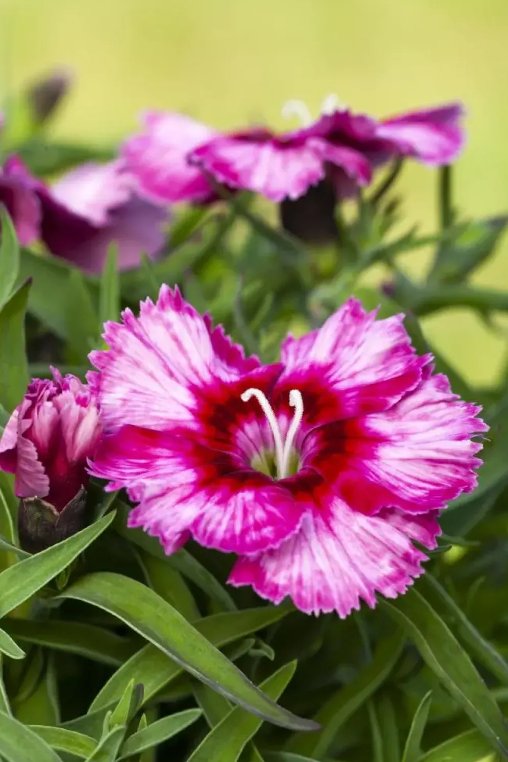 Dianthus caryophyllus (Tuinanjer)