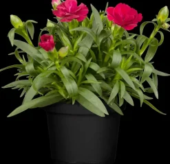 Dianthus caryophyllus (Tuinanjer)