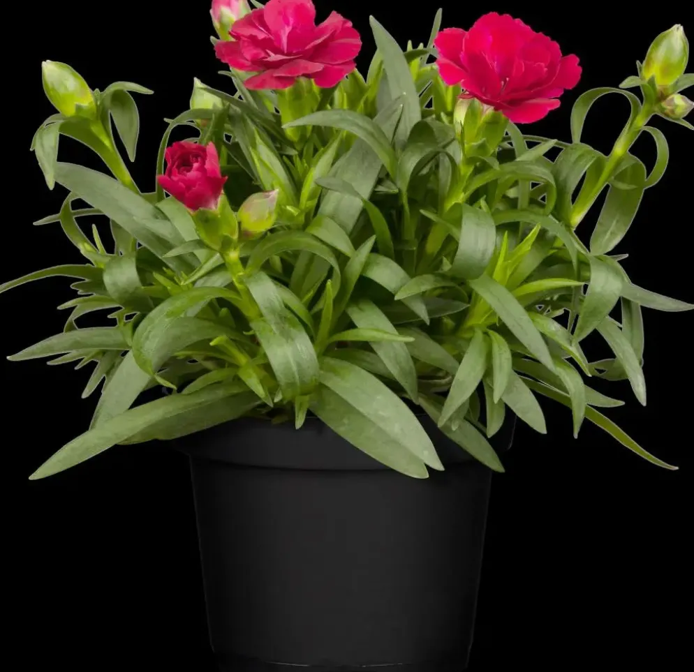 Dianthus caryophyllus (Tuinanjer)
