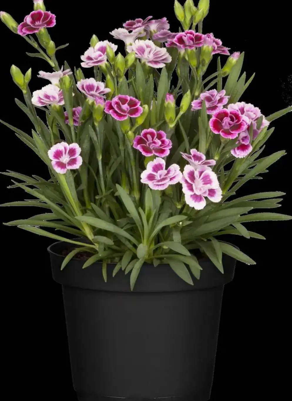 Dianthus caryophyllus (Tuinanjer)