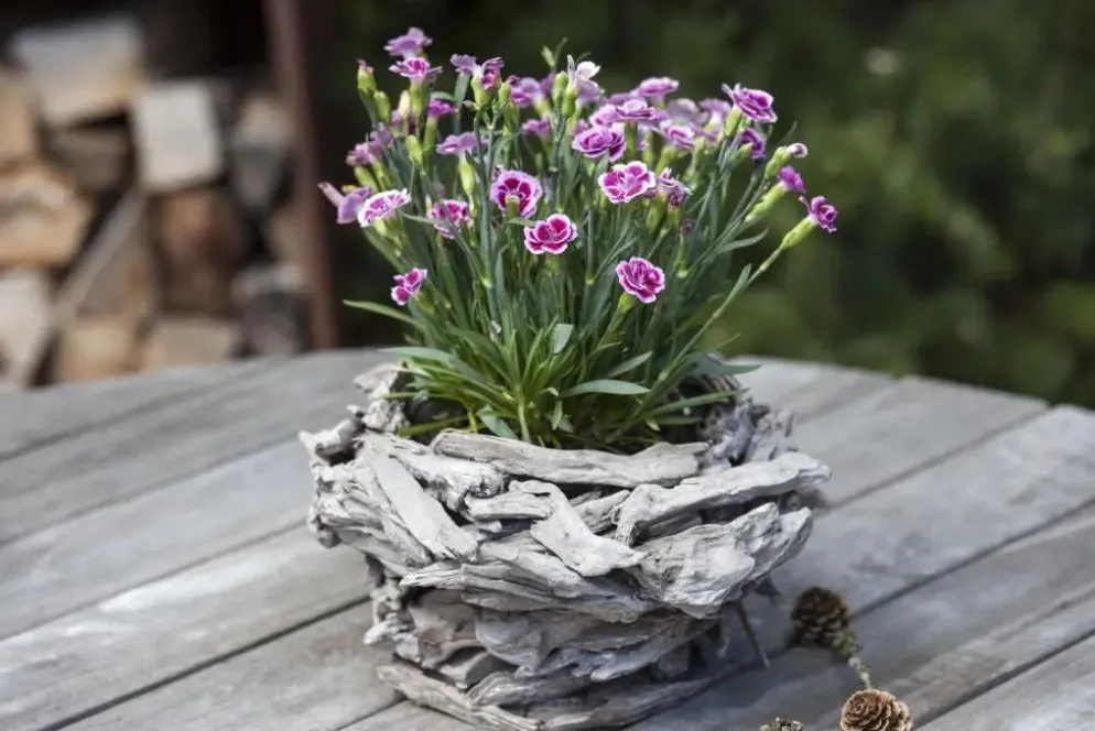 Dianthus caryophyllus (Tuinanjer)