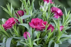 Dianthus caryophyllus (Tuinanjer)