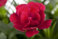 Dianthus caryophyllus (Tuinanjer)