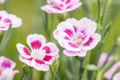 Dianthus caryophyllus (Tuinanjer)