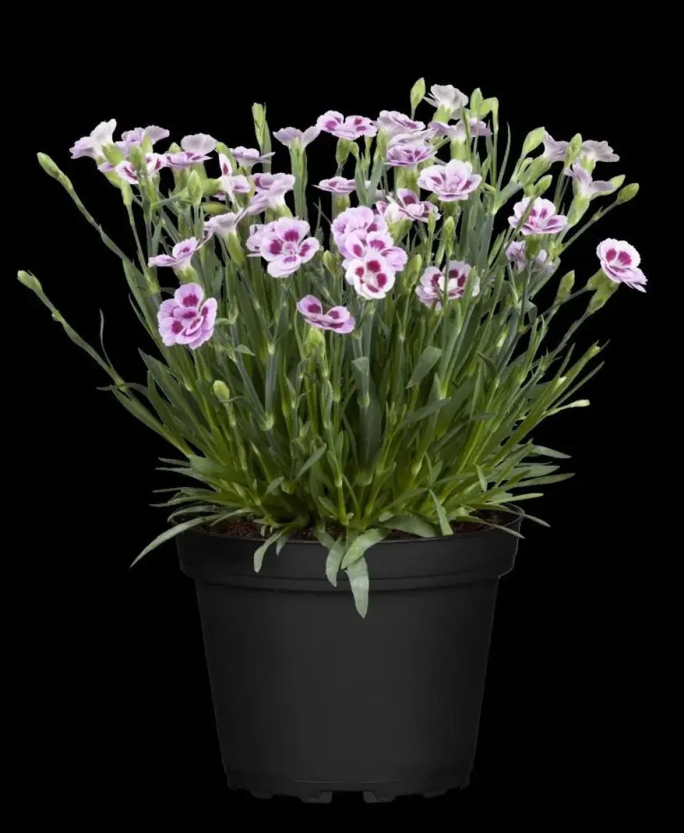 Dianthus caryophyllus (Tuinanjer)