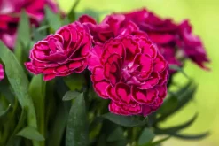 Dianthus caryophyllus (Tuinanjer)