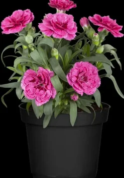 Dianthus caryophyllus (Tuinanjer)