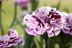 Dianthus caryophyllus (Tuinanjer)