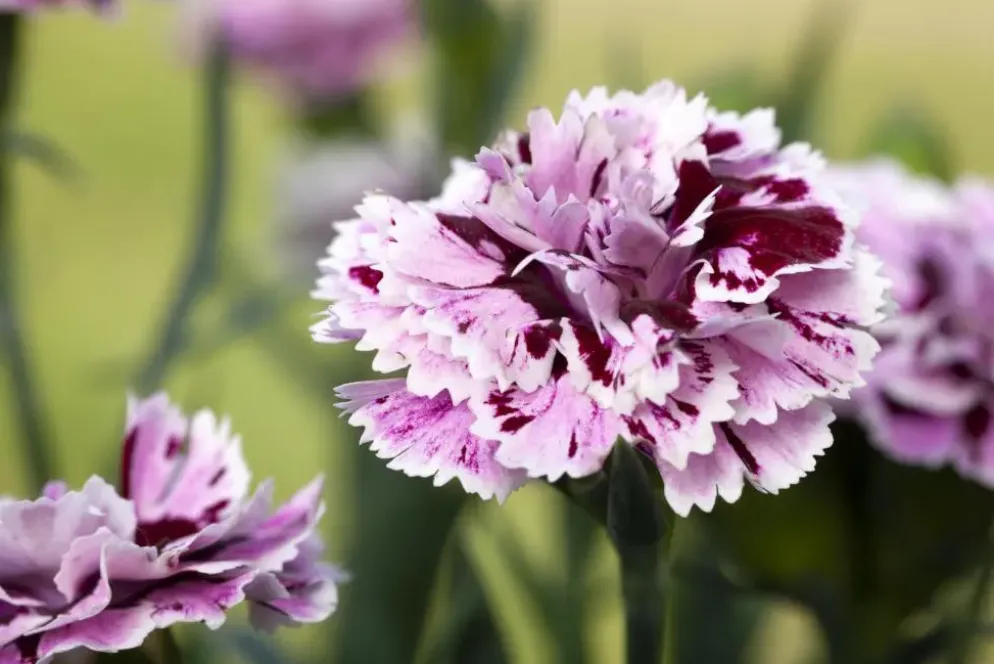 Dianthus caryophyllus (Tuinanjer)