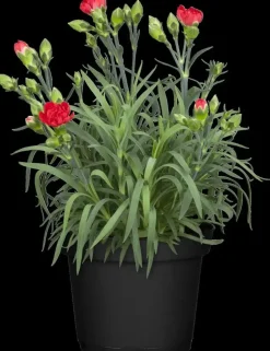 Dianthus caryophyllus (Tuinanjer)