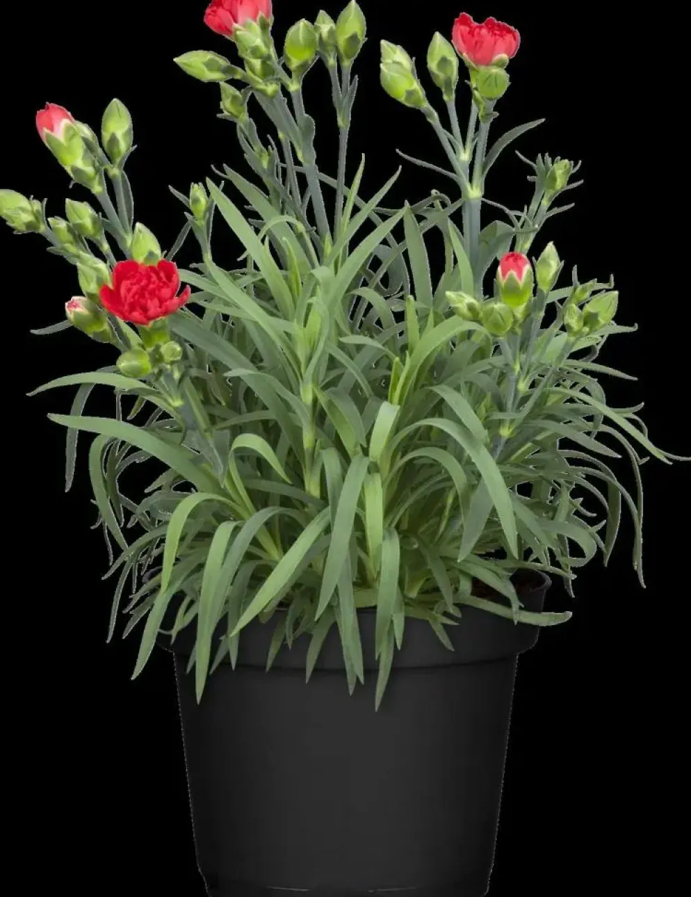 Dianthus caryophyllus (Tuinanjer)
