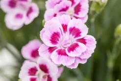 Dianthus caryophyllus (Tuinanjer)