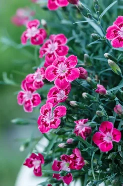 Dianthus caryophyllus (Tuinanjer)