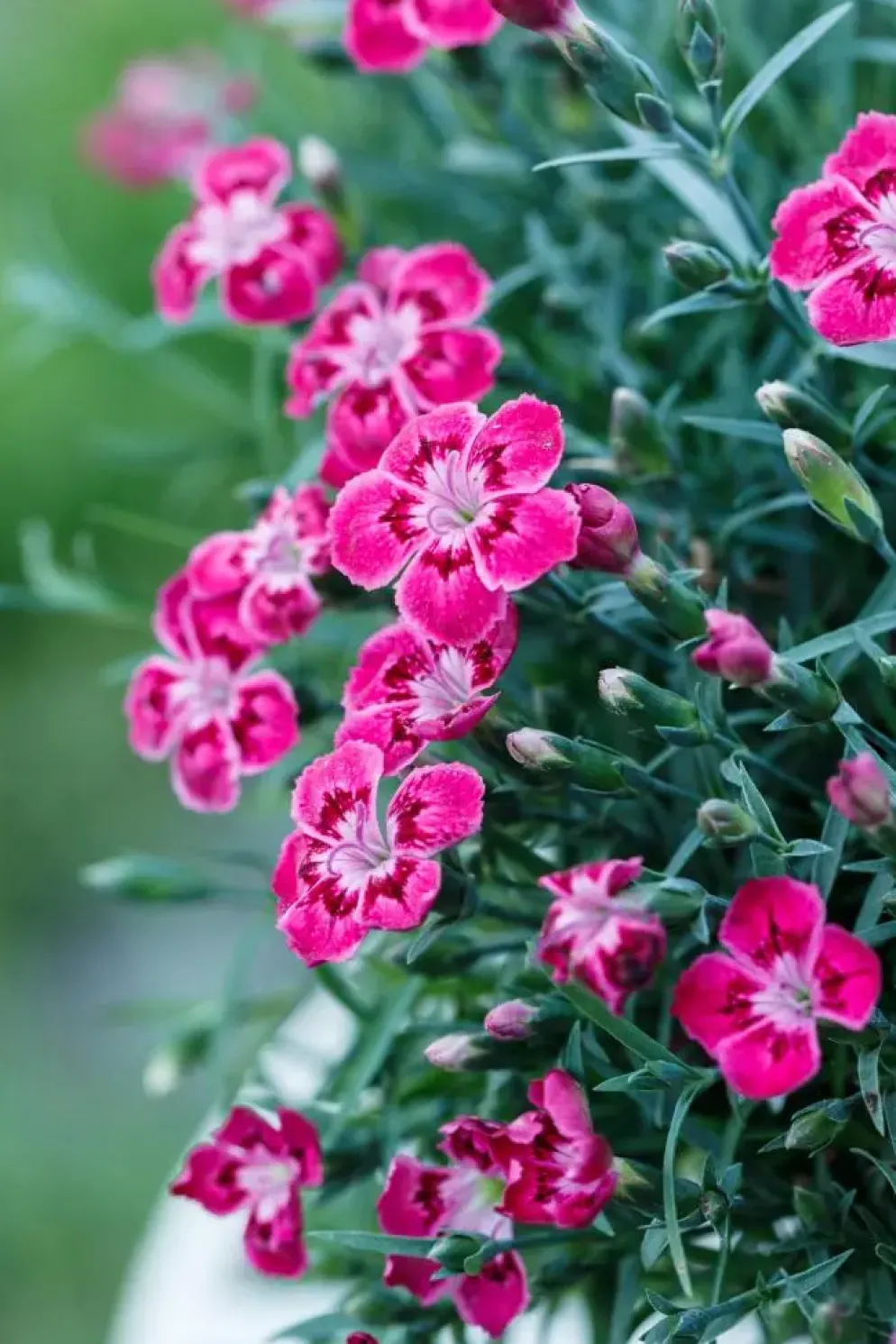Dianthus caryophyllus (Tuinanjer)