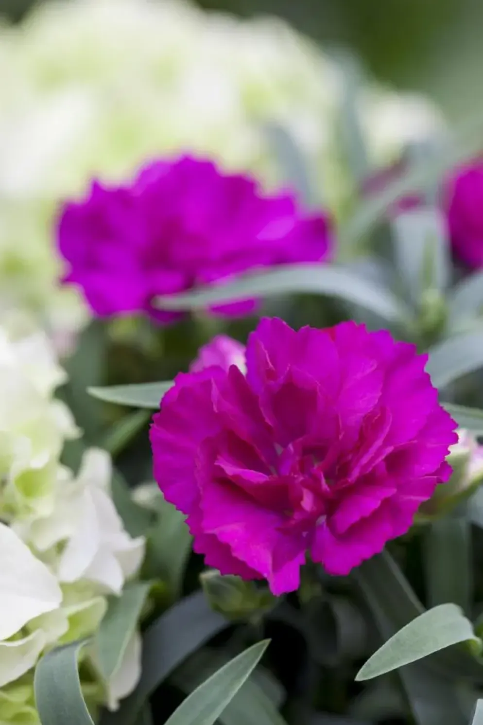 Dianthus caryophyllus (Tuinanjer)