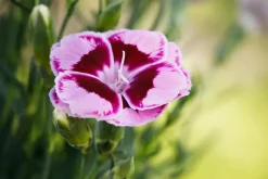 Dianthus caryophyllus (Tuinanjer)