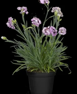 Dianthus caryophyllus (Tuinanjer)