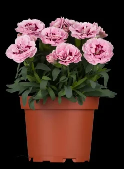 Dianthus caryophyllus (Tuinanjer)