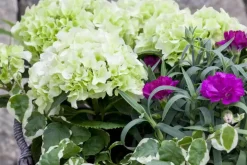 Dianthus caryophyllus (Tuinanjer)