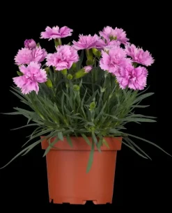 Dianthus caryophyllus (Tuinanjer)