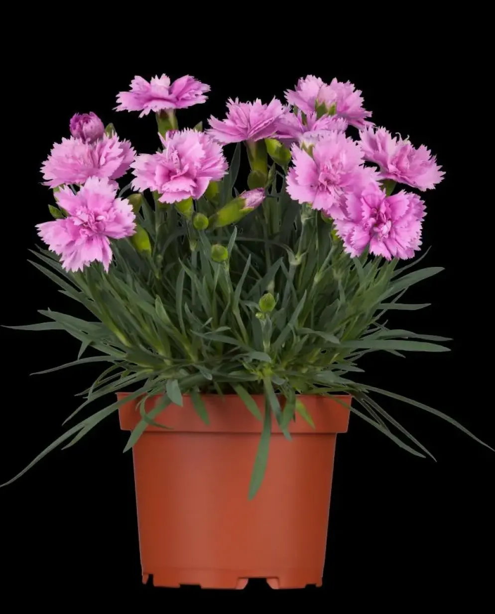 Dianthus caryophyllus (Tuinanjer)