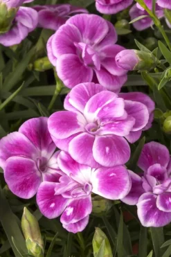 Dianthus caryophyllus (Tuinanjer)
