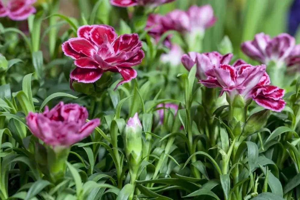 Dianthus caryophyllus (Tuinanjer)