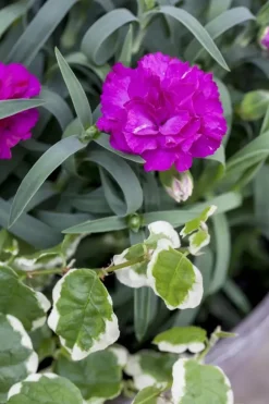 Dianthus caryophyllus (Tuinanjer)