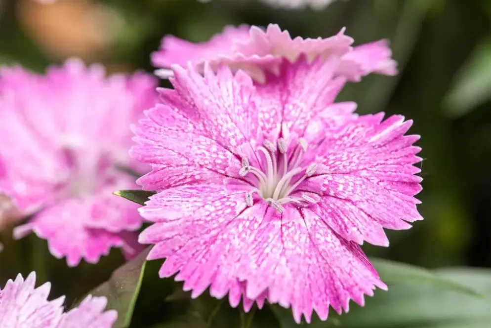 Dianthus caryophyllus (Tuinanjer)