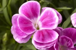 Dianthus caryophyllus (Tuinanjer)