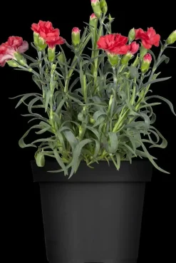 Dianthus caryophyllus (Tuinanjer)
