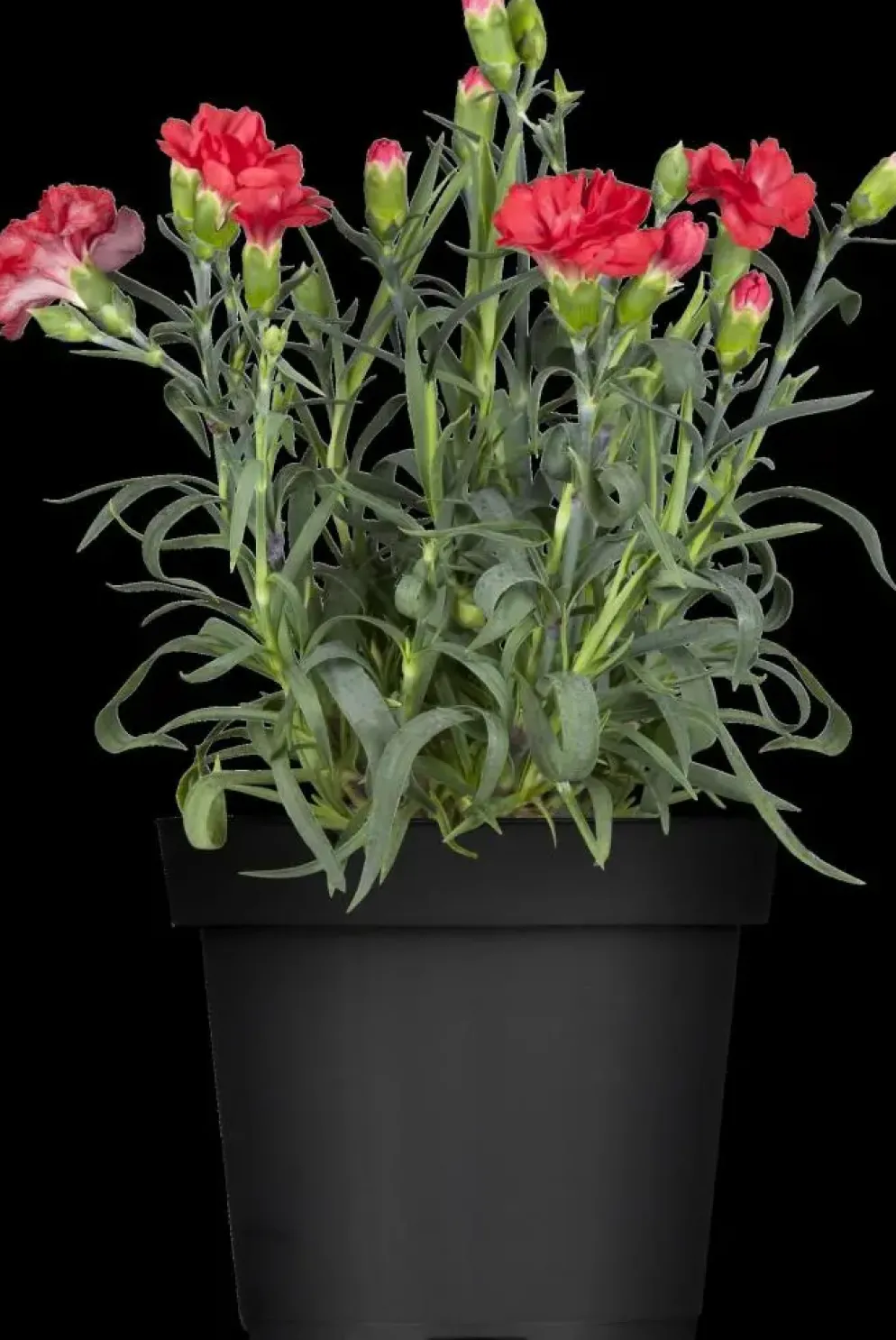 Dianthus caryophyllus (Tuinanjer)