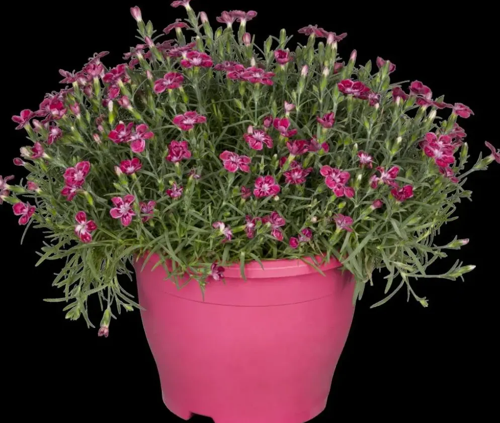Dianthus caryophyllus (Tuinanjer)