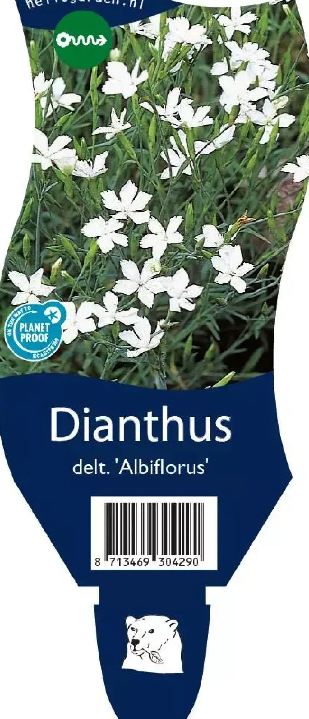 Dianthus deltoides 'Albiflorus' (Steenanjer)