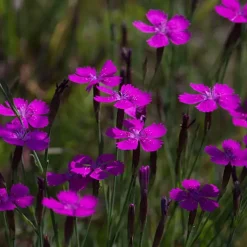 Dianthus deltoides (Steenanjer)