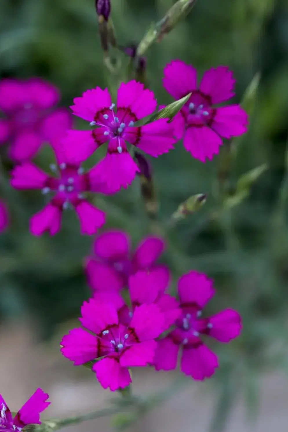 Dianthus deltoides (Steenanjer)