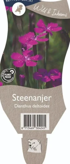 Dianthus deltoides (Steenanjer)